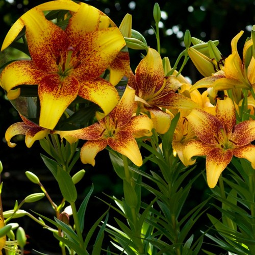 Lilium 'Golden Stone' - Liilia 'Golden Stone'